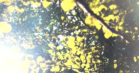 Foliage Sun Backlit Cinematic Stock Footage
