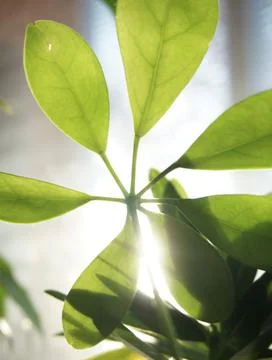 Foliage in the sun Stock Photos