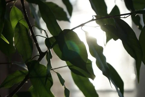 Foliage in the sun Stock Photos