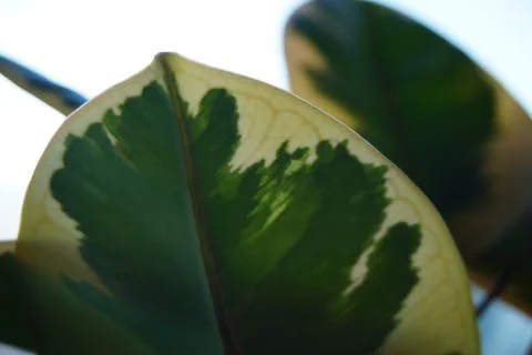 Foliage in the sun Stock Photos