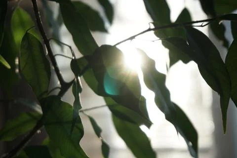Foliage in the sun Stock Photos