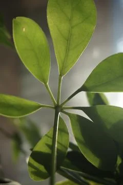 Foliage in the sun Stock Photos