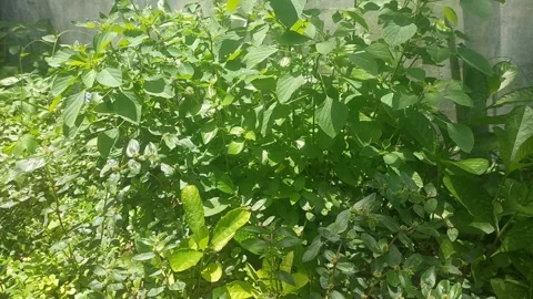 Foliage, SunnyBackyard Video stock 296884121