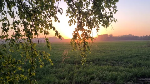 Foliage At Sunset In A Field, Nature background in summer day Stock Footage 195282429
