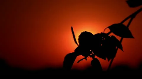 Foliage at sunset Stock Footage 11226544