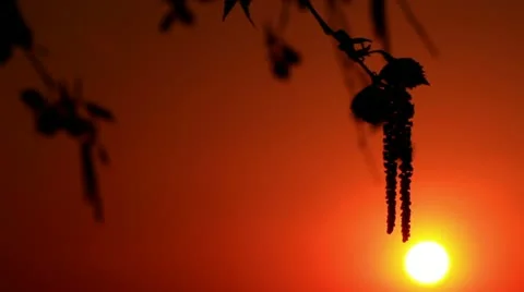 Foliage at sunset Stock Footage 11226547