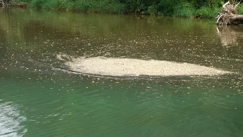 Foliage on the surface created by a water vortex Stock Footage 120557278