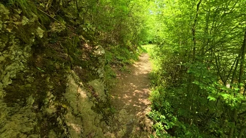 Foliage sways softly, hinting at quiet, natural. Gradasnica River Canyon, Serbia Vídeo Stock 341962239
