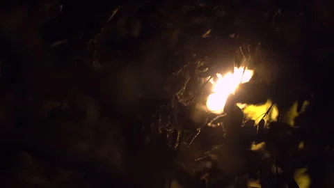 The foliage sways from a strong wind, the bright light of a lantern shines Stock Footage 158358569