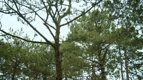 Foliage sways in the wind. trees against a cloudy sky. Stock Footage 112376354
