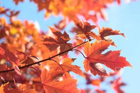 Foliage of sweet maple tree in Fall season Stock Photos