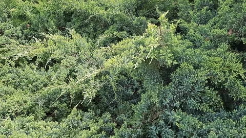 Foliage texture of Common juniper against blurred green background. Blurred back 動画素材 291549288