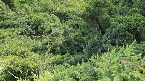 Foliage texture of Common juniper against blurred green background. Blurred back 動画素材 291549311