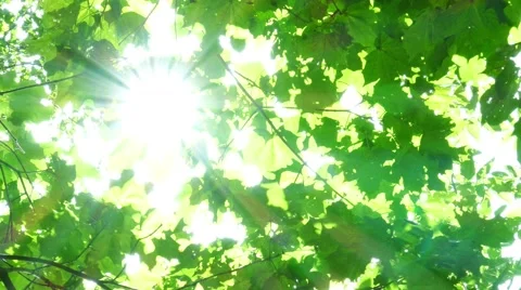 Foliage through the rays Stock Footage 41787491