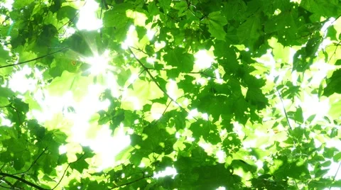 Foliage through the rays Видео 41787829