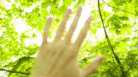 Foliage through the rays of sun Stock Footage 39100712