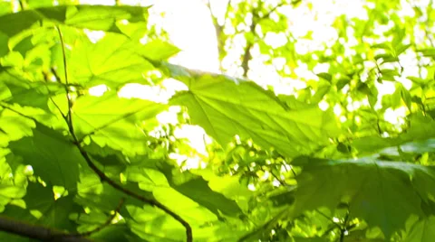 Foliage through the rays of sun Stock Footage 39101645
