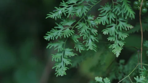 Foliage Tranquility: Close-up of Green Leaf Against Calm, Muted Background Stock Footage 321195514