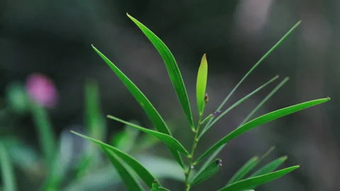 Foliage Tranquility: Close-up of Green Leaf Against Calm, Muted Background Stock Footage 321196023