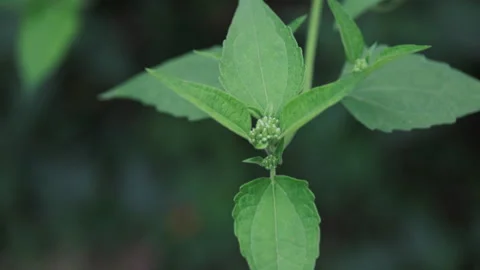 Foliage Tranquility: Close-up of Green Leaf Against Calm, Muted Background Stock Footage 321196579