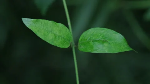 Foliage Tranquility: Close-up of Green Leaf Against Calm, Muted Background Stockbeeldmateriaal 321199719