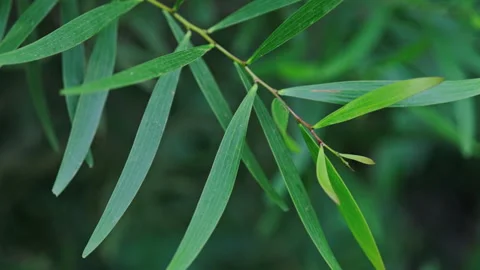 Foliage Tranquility: Close-up of Green Leaf Against Calm, Muted Background Stock Footage 321200529