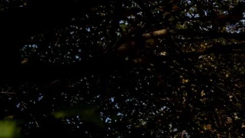 Foliage of tree in autumn 動画素材 97159499