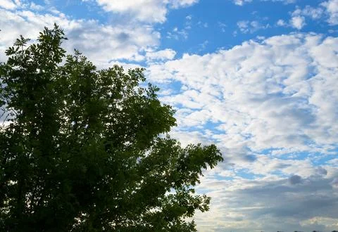 The foliage of a tree backdrop of clouds and blue sky Stock Photos