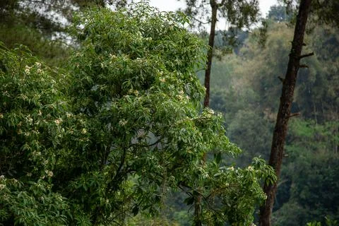 Foliage of tree with flowers Stock Photos