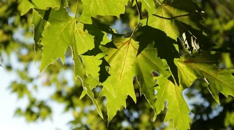 The foliage of a tree 스톡 동영상 51667877