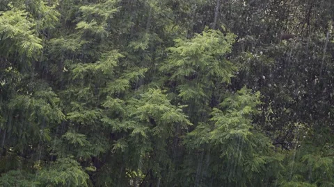 Foliage of a tree in a heavy rain. Winds shook the foliage of tree. Stock Footage 142233815