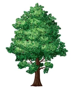 Foliage tree Stock-Illustration