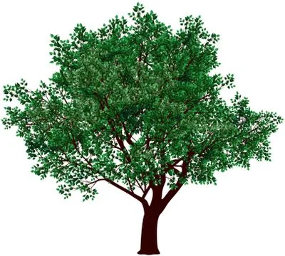 Foliage tree Stock Illustration