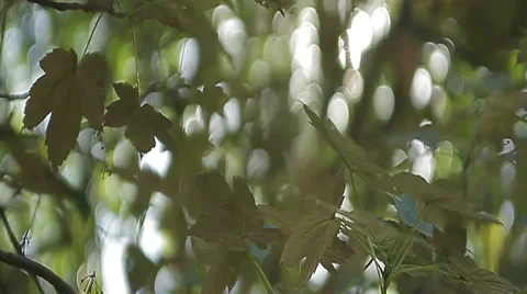Foliage on the tree maple  in the sun Stock Footage 45794702