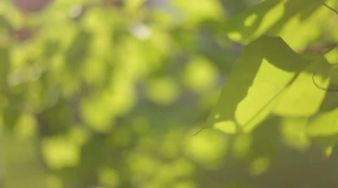 Foliage on the tree in the sun Stock Footage 45793924