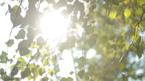 Foliage on the tree  in the sun Stock Footage 45793967