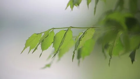 Foliage on the tree in the sun Stock Footage 70623431