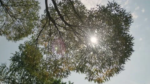 The foliage of the tree. Sunlight. The rays of the sun. 動画素材 207843328