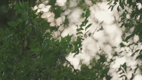 Foliage on a tree swaying in the wind close-up Video stock 251586114