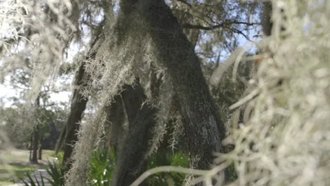 Foliage in the Trees in Florida Video stock 141080010