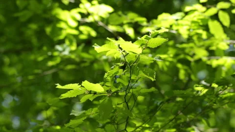 Foliage of trees Video stock 91654666