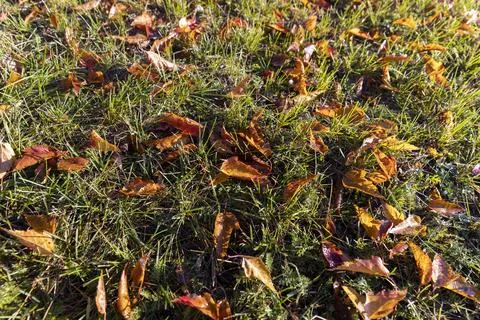 The foliage of trees on the ground after leaf fall in sunny weather Stock Photos