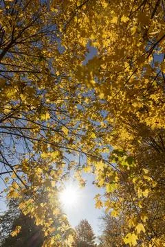 Foliage of trees on the ground after leaf fall Foto stock