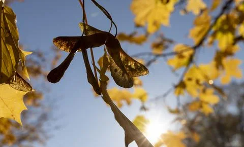 The foliage of trees on the ground after leaf fall , sunny weather in India.. Stock Photos