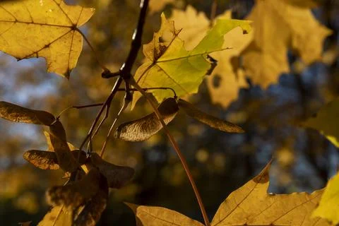 The foliage of trees on the ground after leaf fall in sunny weather, maple .. Stock Photos
