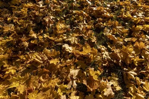 The foliage of trees on the ground after leaf fall in sunny weather Stock Photos