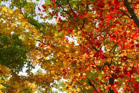 Foliage Trees 스톡 사진