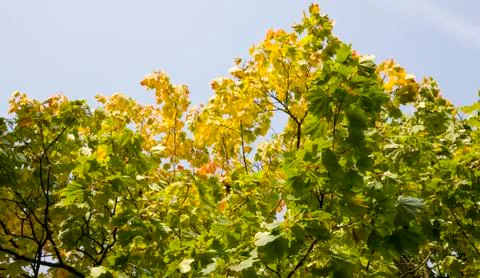 Foliage of trees Stock Photos