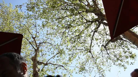 Foliage trees the sky Stock Footage 4652731