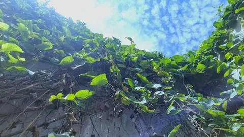 Foliage under Mammatus Clouds Stock-Footage 303759441